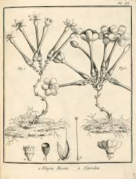 Image result for Voyria