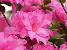 15 Houseplants For Improving Indoor Air Quality Flower Shop Network Improve Indoor Air Quality Air Purifying House Plants
