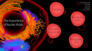 Deoxyribonucleic acid (dna) is a molecule that contains the biological instructions that make each species unique. Biomolecule Political Campaign Project Nucleic Acids Nhuhao Nguyen By Nhuhao Nguyen On Prezi Next