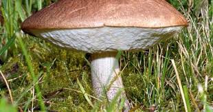 Birkenpilz Essbare Pilze Pilze