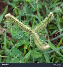Image result for Dactyloctenium aegyptium