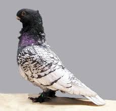 Turkiye De Yetisen Guvercinler Pigeon Guzel Kuslar Hayvanlar Basmelek