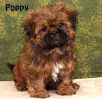I check email a couple times a week. Shih Tzu Puppies For Sale Past Shih Tzu Puppies In Pennsylvania Shih Tzu Breeder By Midwest Chicago Area Shih Tzu Breeder