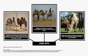 Effect of inclined hump on the turbulence intensities effect of the inclined hump on the turbulence. How The Camel Got His Hump Fun Facts About Dromedary Camel Hd Png Download Transparent Png Image Pngitem