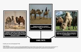 The djinn says the camel has to work, and the camel asks how can he work with a giant hump on his back. How The Camel Got His Hump Fun Facts About Dromedary Camel Hd Png Download Transparent Png Image Pngitem