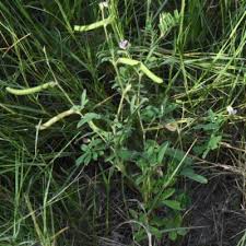 Image result for Fabaceae subfamily Mimosoideae