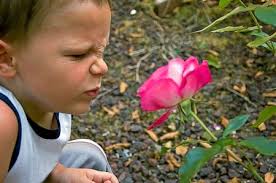 Este Niño Tiene La Nariz Arrugada No Demasiado Seguro De Oler Una Rosa.  Fotos, retratos, imágenes y fotografía de archivo libres de derecho. Image  5319656
