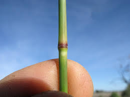 Image result for Setaria incrassata