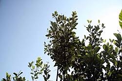 Image result for Manilkara kauki