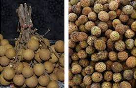 There are three varieties of warty skins mata kucing fruit and another variety of smooth one. Megah Perbezaan Buah Mata Kucing Dengan Longan
