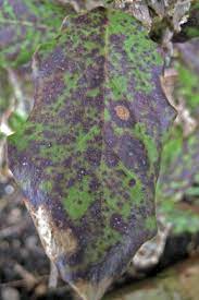 Viburnum has a positive effect on the skin condition, improves metabolism, and renews the cells viburnum may harm using berries in large quantities, as the high content of ascorbic acid on the skin. Viburnum Beetle Rhs Gardening