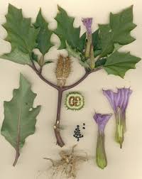 Image result for Datura stramonium