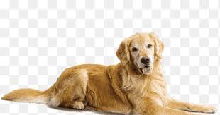 During covid 19 and quarantine, only outdoor visits are permitted, masks and sorry, no handling puppies. Curlycoated Retriever Png Images Pngegg
