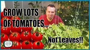 Check spelling or type a new query. Grow Lots Of Tomatoes Not Leaves Complete Growing Guide Youtube