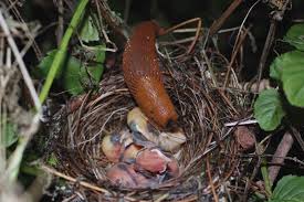 Monster Slugs Are Devouring Defenceless Baby Birds In Nests Sbs Science