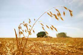Tips For Growing A Quality Oats Crop