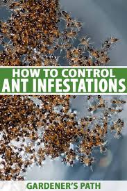 Learn how to eradicate them now on gardener's path. How To Control Ants In And Around Your Home Gardener S Path Ants Ant Infestation Garden Pests