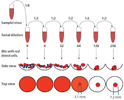 Animal cell culture based vaccines. Cell Culture Based Influenza Vaccine Manufacturing Evaluation Of Near Infrared Spectroscopy For In Line Determination Of Virus Titers Bioprocess Internationalbioprocess International