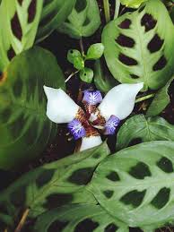 Image result for Neomarica northiana