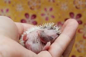 Markiere, ob der ausdruck in den situationen unten passt oder nicht. Igel Baby Ernahrung Hilfe Und Richtiges Verhalten Bei Fund