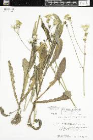 Image result for Sonchus bipontini