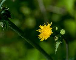 Image result for Sonchus integrifolius