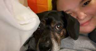 Clumsy dog eats sandwich off the floor