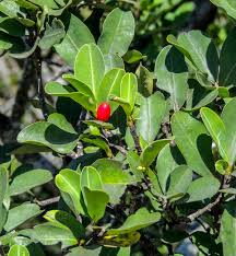 Image result for Erythroxylum emarginatum