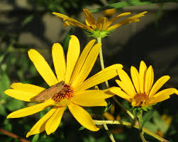 Image result for Helianthus angustifolius