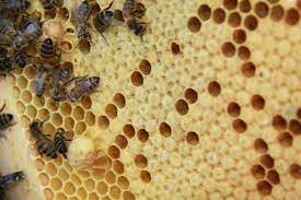 une cellule royale reine va naitre abeille apiculture coloriage de citations professeur