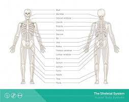 Skeletal System Definition Function And Parts Biology Dictionary Skeletal System Skeletal Human Skeletal System