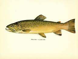 Antique Brown Trout Fish Print River Trout Fishing Wall Art Fish Decor 3670 30 Unbranded Vintage Fish Wall Art Fish Art Fish Print