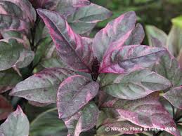 Image result for Pseuderanthemum