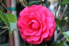 Colonel Firey Camellia Flowering Shrubs Camellia Plant Monrovia Plants