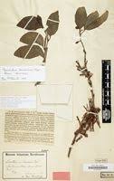 Image result for Agelanthus sansibarensis