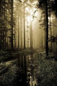 Deep In The Woods Forest Photography Landscape Photography Beautiful Nature