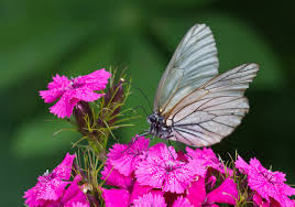 Find over 100+ of the best free flowers images. File Butterfly On A Flower 62884029 Jpeg Wikimedia Commons
