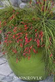 St Elmo S Fire Firecracker Plant Plants Fountain Grass Front Yard Plants