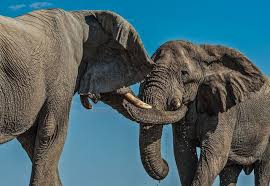 Elephants Drinking With Their Boys Club Caught On Camera Elephant Animal Stories Animals Wild