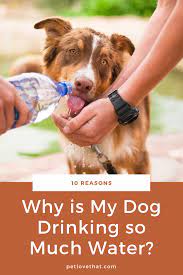 All Animals And Humans Need Water For Their Survival Water Keeps Us Hydrated Giving Us The Required Energy To Go About With Our Dogs Dog Pants Dog Water Bowls