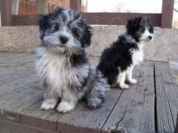 We raise mini aussiedoodles to meet your family's expectations as a loyal, sweet, and beautiful companion! Free Classifieds In Canada Find A Job Buy A Car Find A House Or Apartment Furniture Appliances And More Pet Dogs Puppies Aussiedoodle Puppies