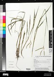 Image result for Paspalum scrobiculatum