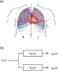Profile view of female chest area. Schematic Illustrations A Human Upper Body Schema Heart Lungs And Download Scientific Diagram