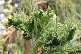 Image result for Cryptomeria