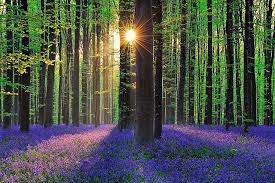 Every Spring This Forest In Belgium Becomes A Blue Wonderland Mystical Forest Blue Bell Flowers Beautiful Forest