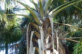 Image result for Chironia flexuosa