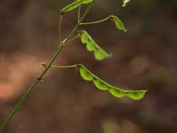 Image result for Grona adscendens