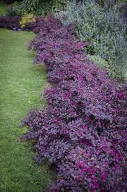 Check spelling or type a new query. 23 Border Plants Ideas Border Plants Plants Garden