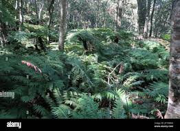 Image result for Blechnum attenuatum