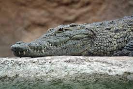 How long does an america crocodile live? Crocodile Wikipedia